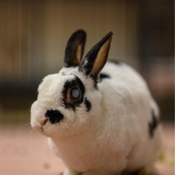 Włóczykij - dożywotni DT, WO