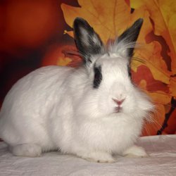 Szałwia