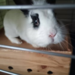 Zorro