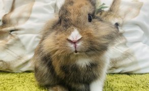 First slide
