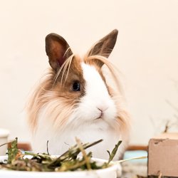 Lulu