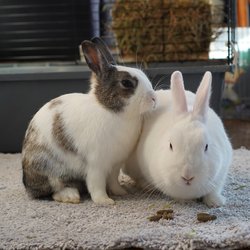 Greta i Gloria