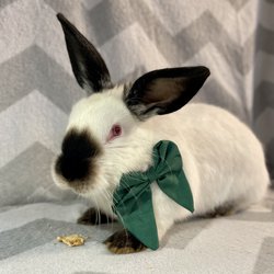 Jan Paweł (Adamczewski)