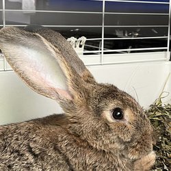 Kępa