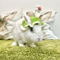 Felicjan
