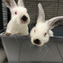 Andrzej i Stanisław